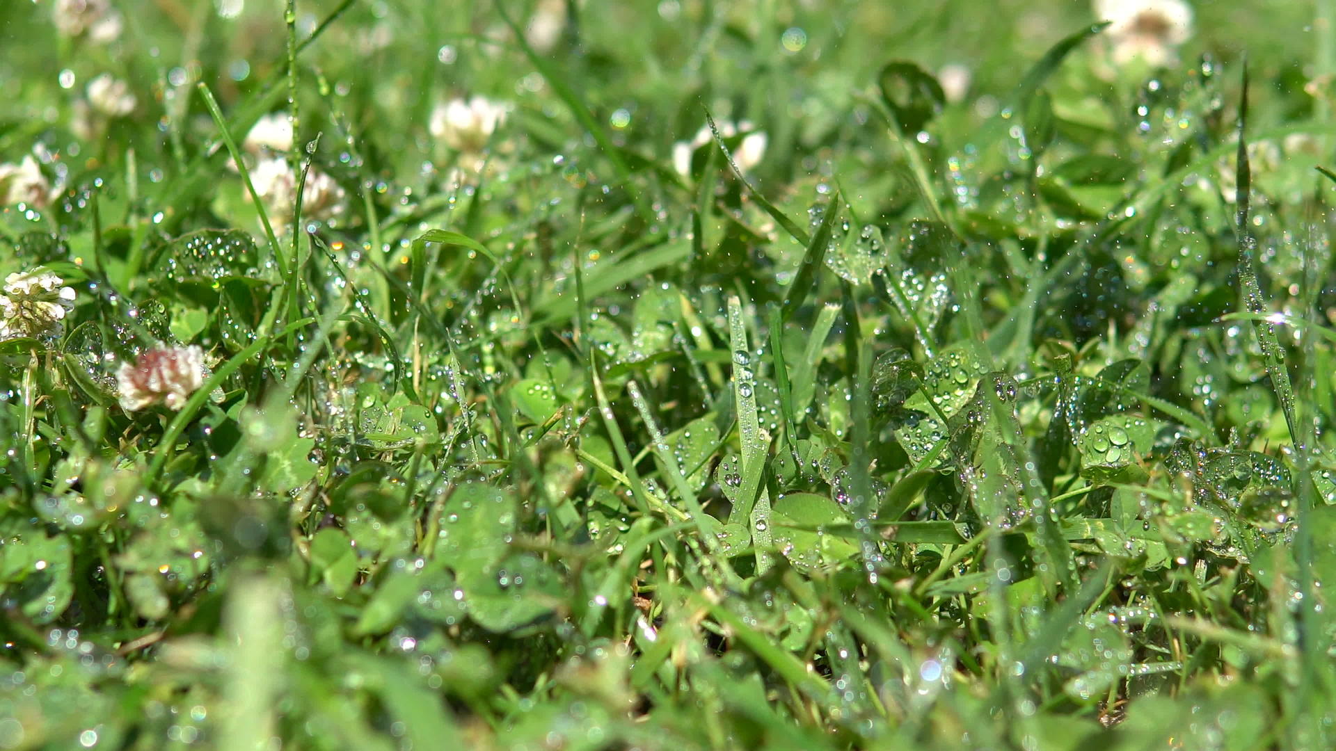 新鲜绿草带滴子合上镜头视频的预览图