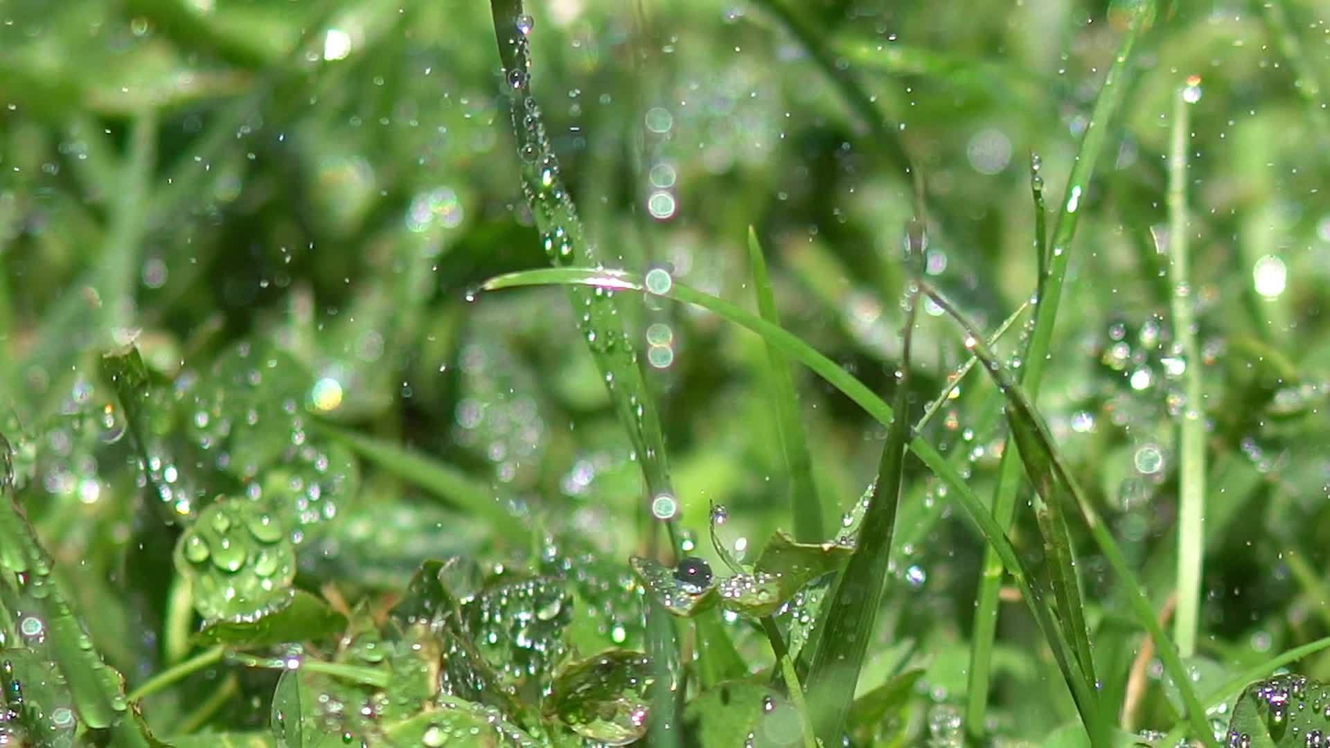 绿草在雨水中滴水视频的预览图