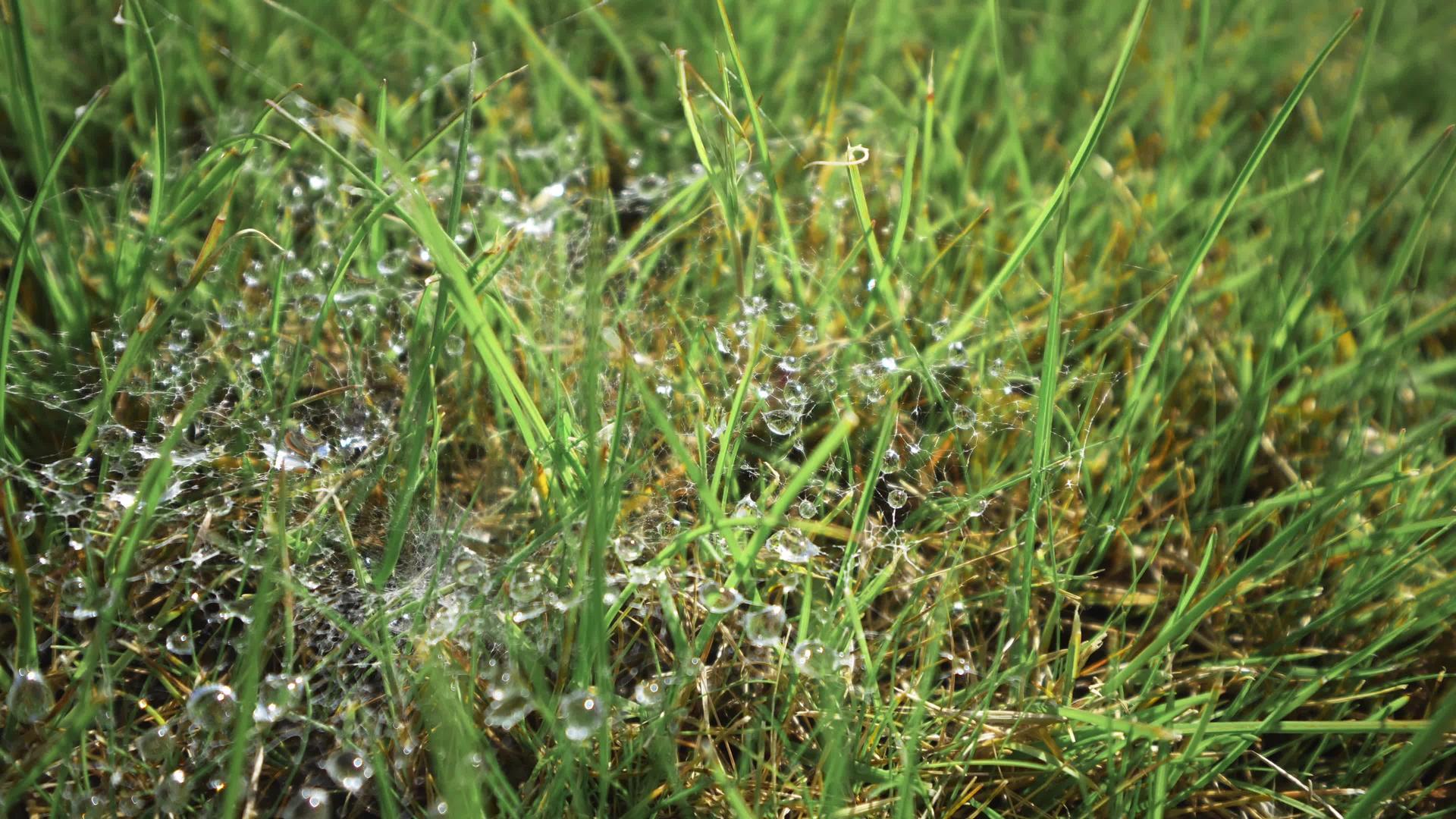 春草林中含有绿草和白蜘蛛网视频的预览图