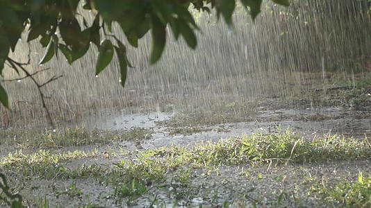 雨在田地中视频的预览图
