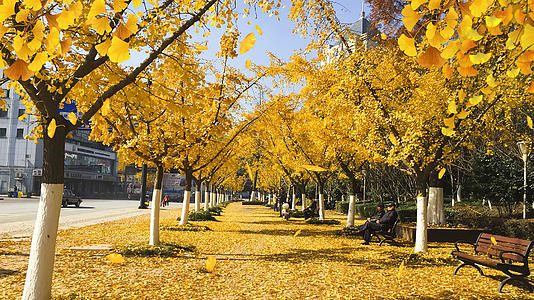 4k循环秋天清新银杏叶子飘落背景AE模板视频的预览图