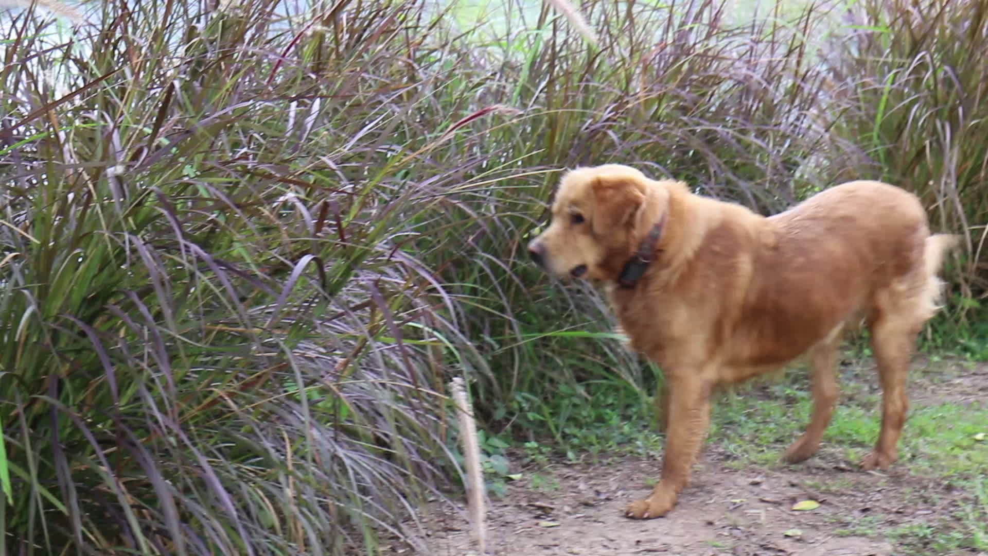 仰望草地表面的拉布拉多犬视频的预览图