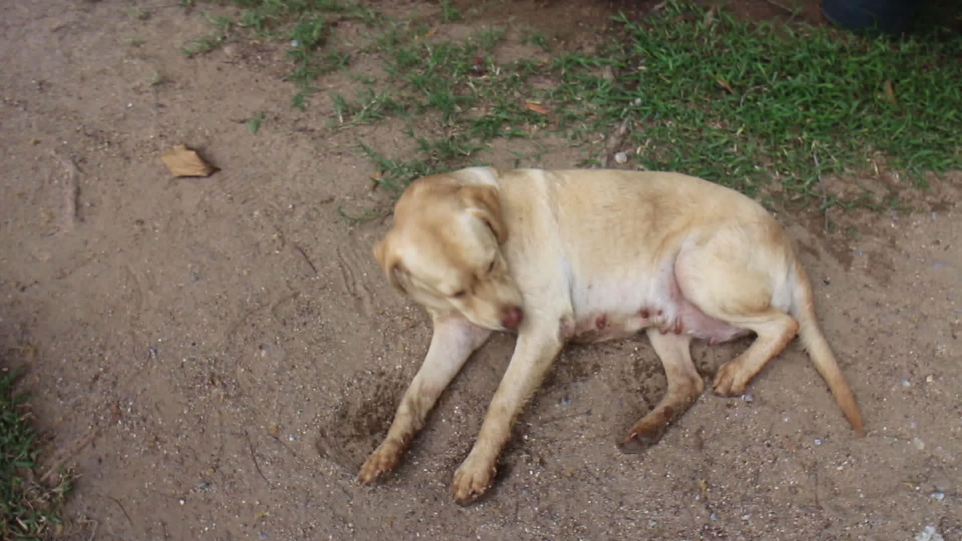 拉布拉多收集器狗在地面上很冷视频的预览图