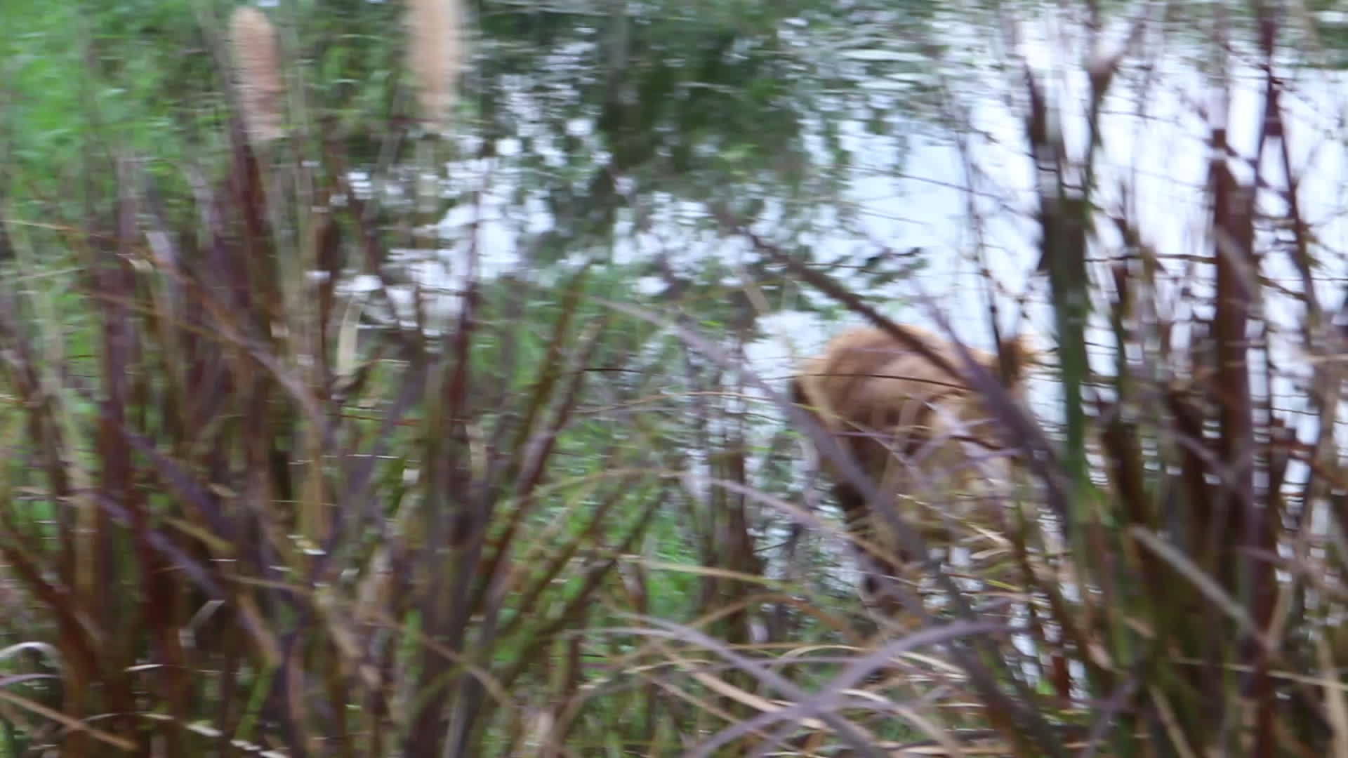 拉布拉多收集器狗狗玩水视频的预览图
