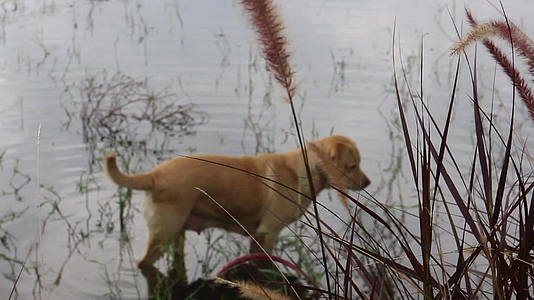 仰望池塘表面的拉布拉多犬视频的预览图