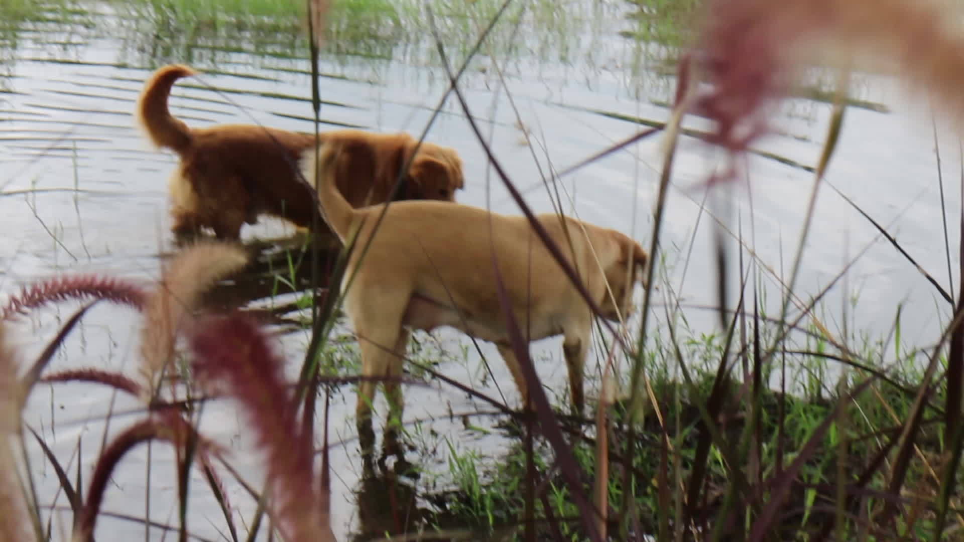 两只取水犬寻找水面视频的预览图