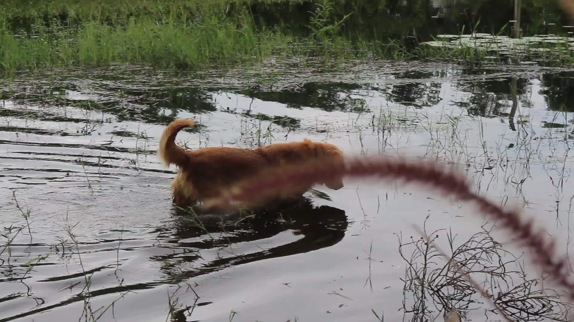 池塘里有两只猎狗视频的预览图