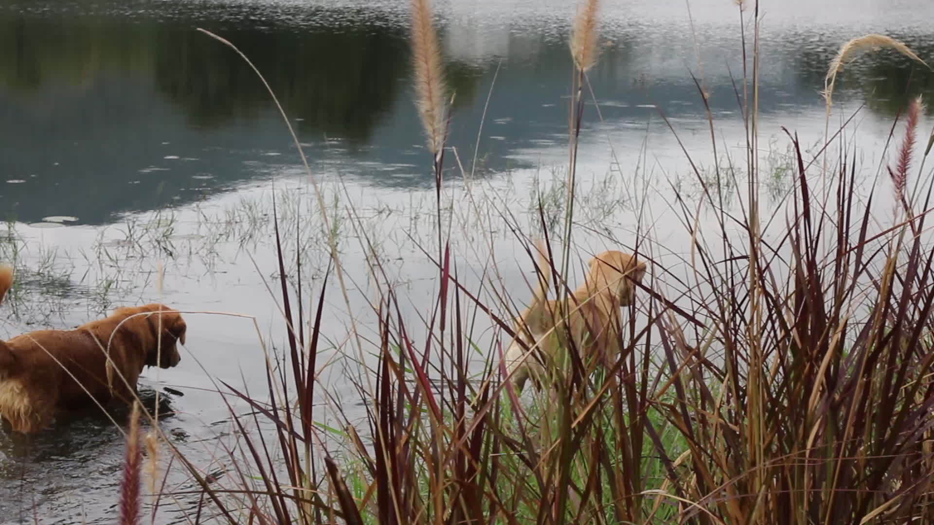 两只猎犬享受自然视频的预览图