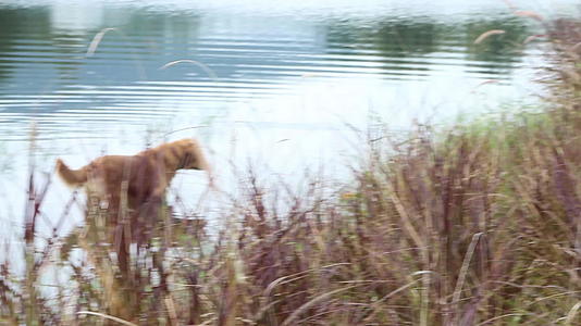池塘旁有两只猎犬视频的预览图