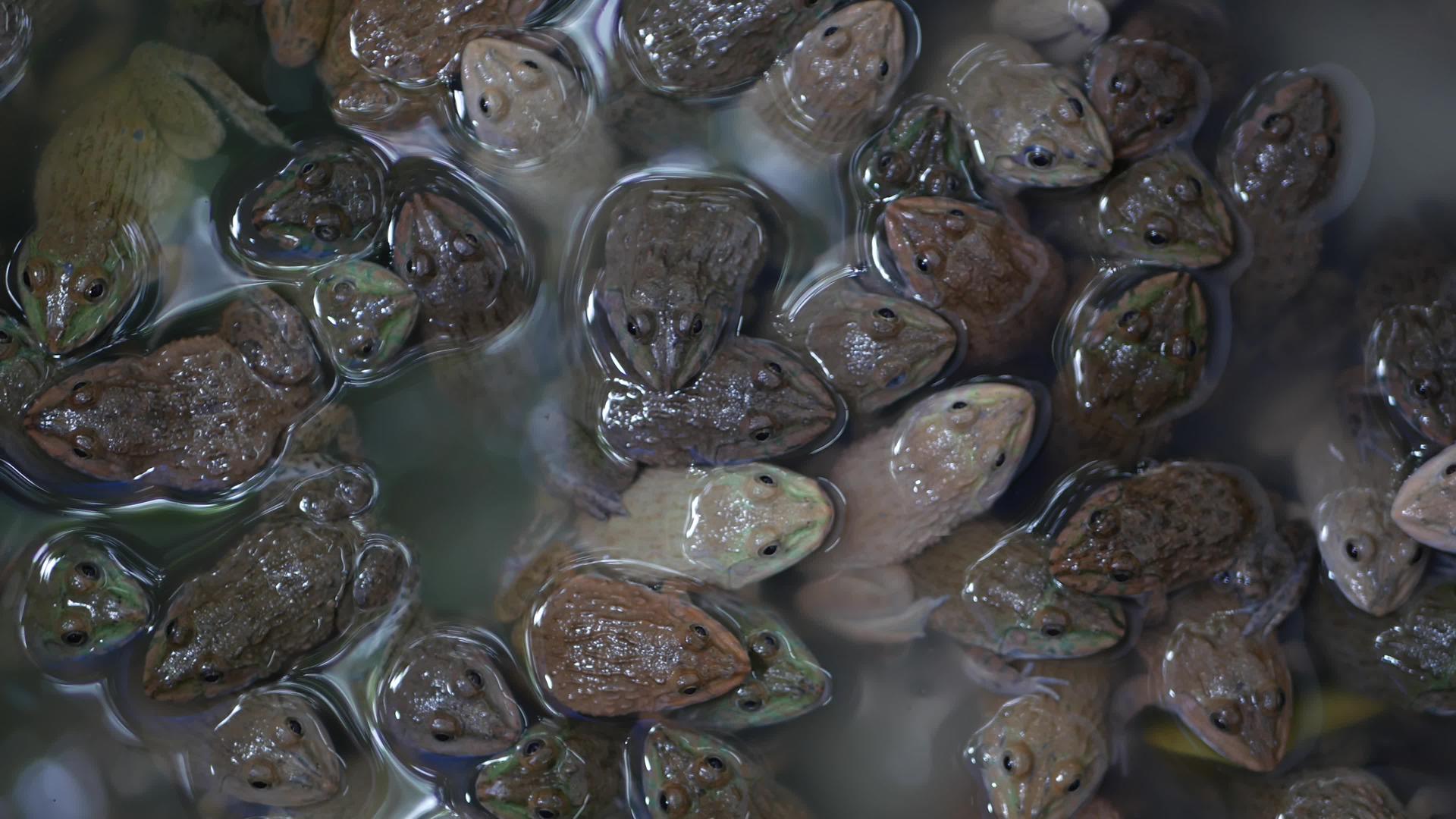 许多青蛙在泥水中游荡Bangkok的chalchuchak视频的预览图