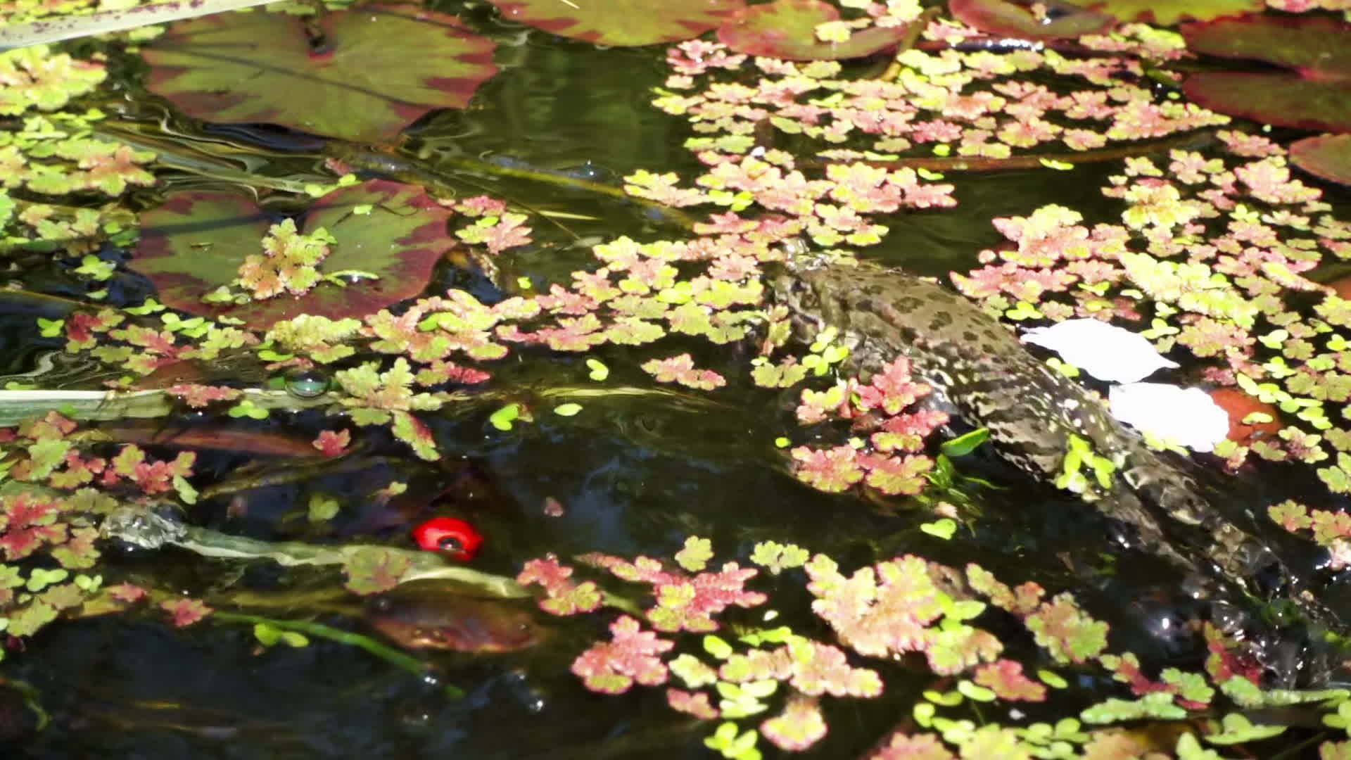 青蛙跳入水中视频的预览图