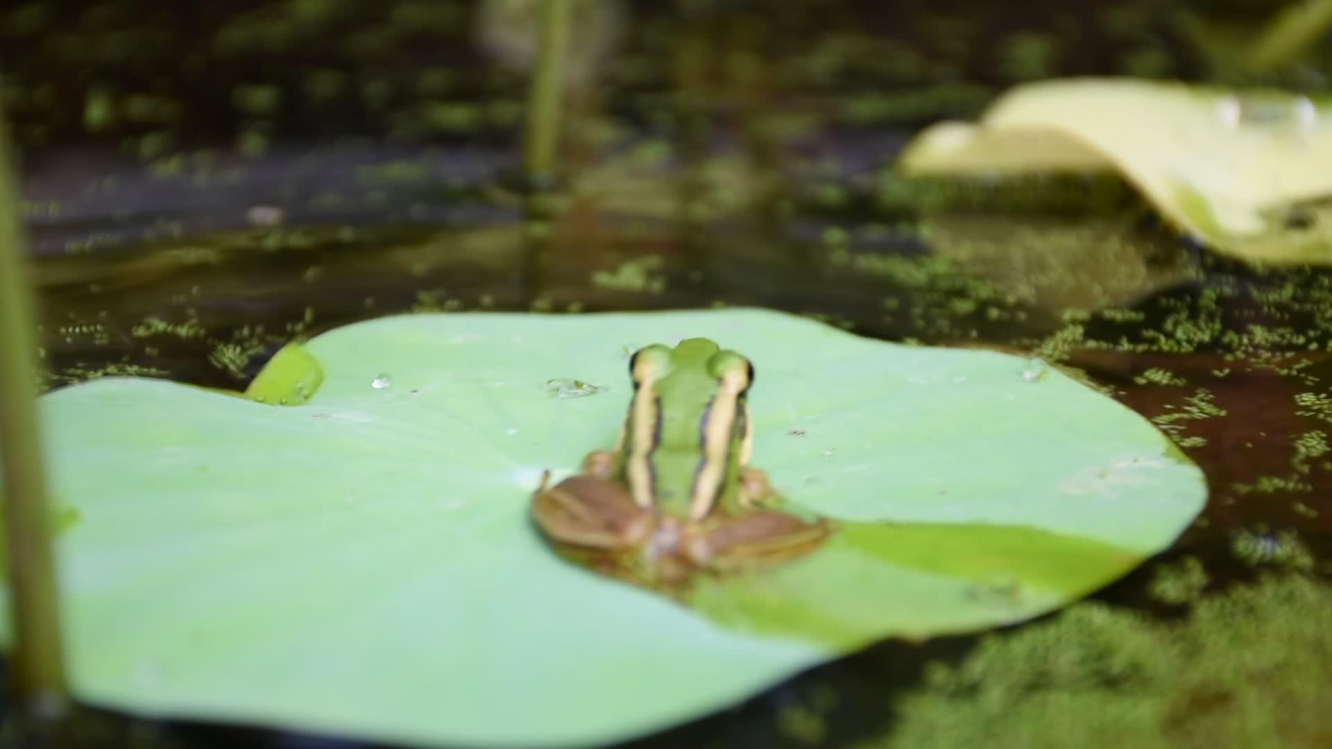 青蛙青蛙在荷叶上视频的预览图