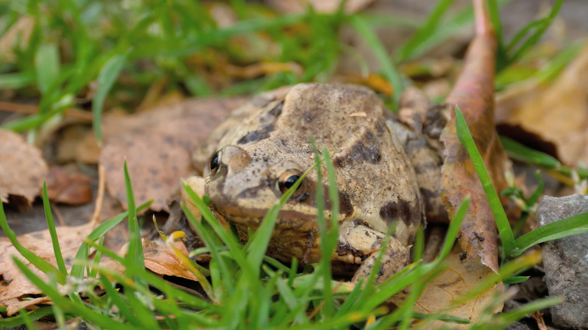 棕青蛙在青草中视频的预览图