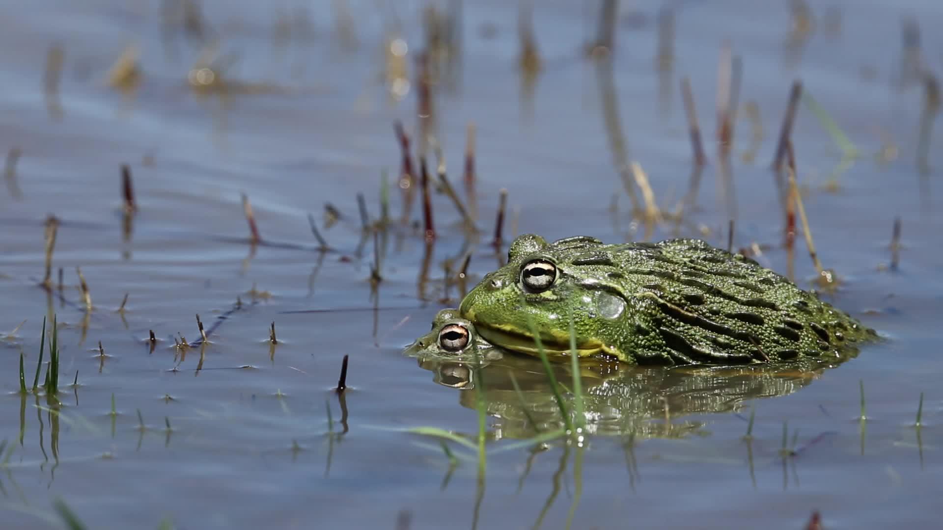 非洲巨型公牛蛙视频的预览图