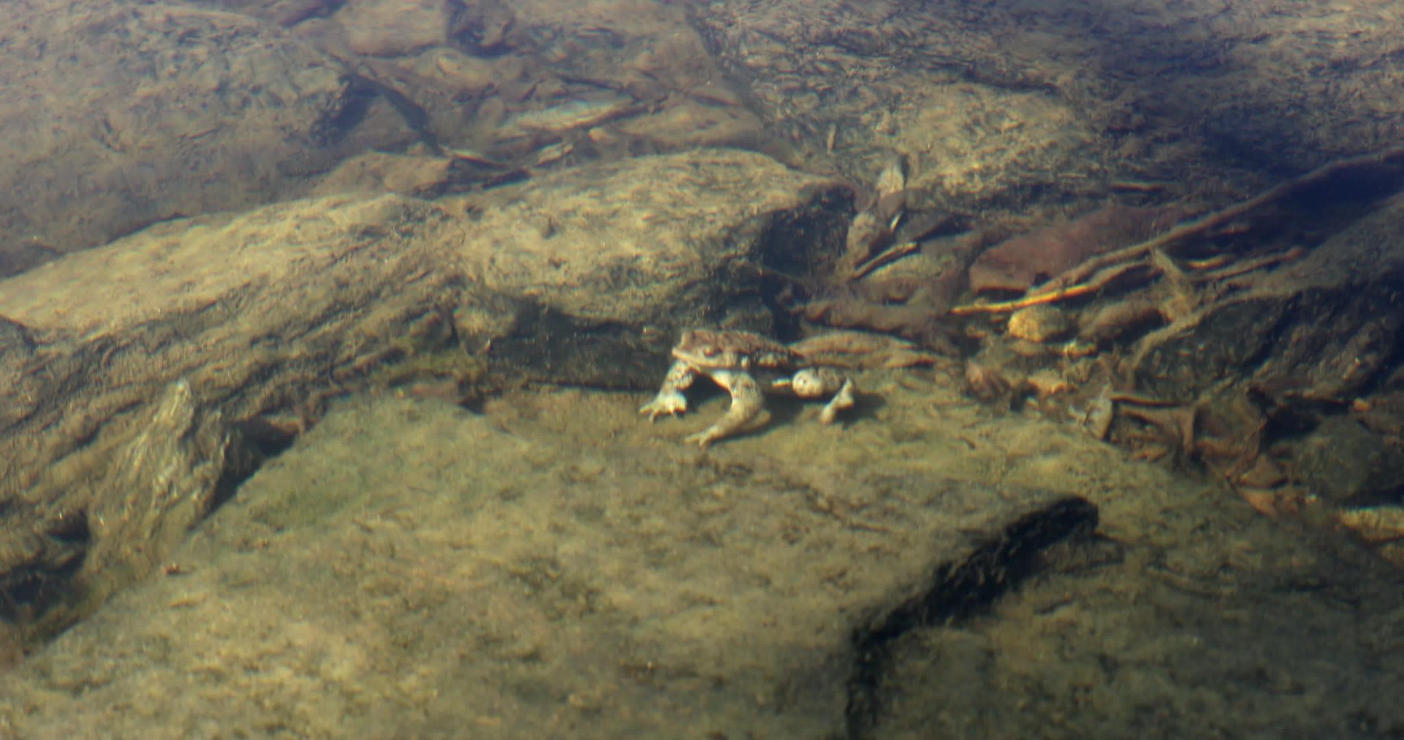 常见蛤蜴bufobufo捷克共和国欧洲野生生物视频的预览图