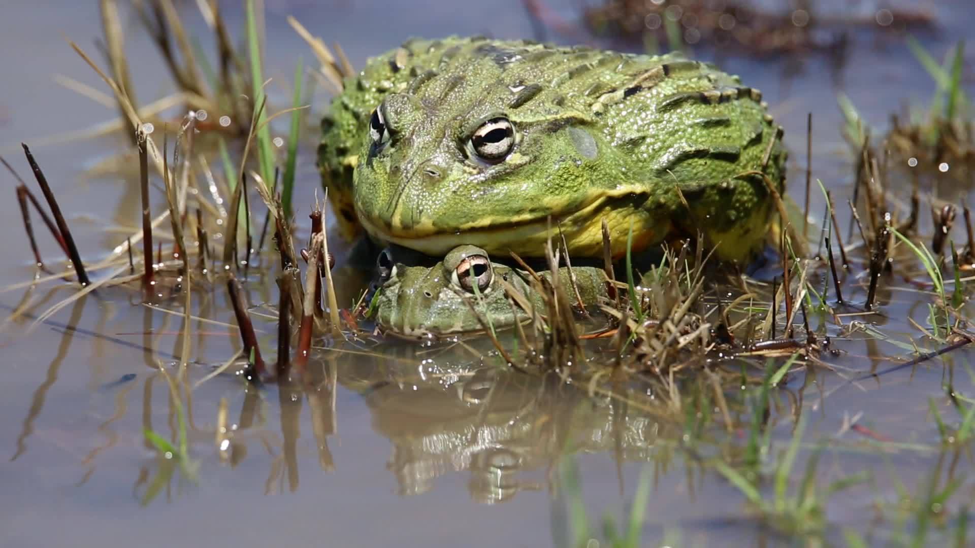 非洲巨型公牛蛙视频的预览图