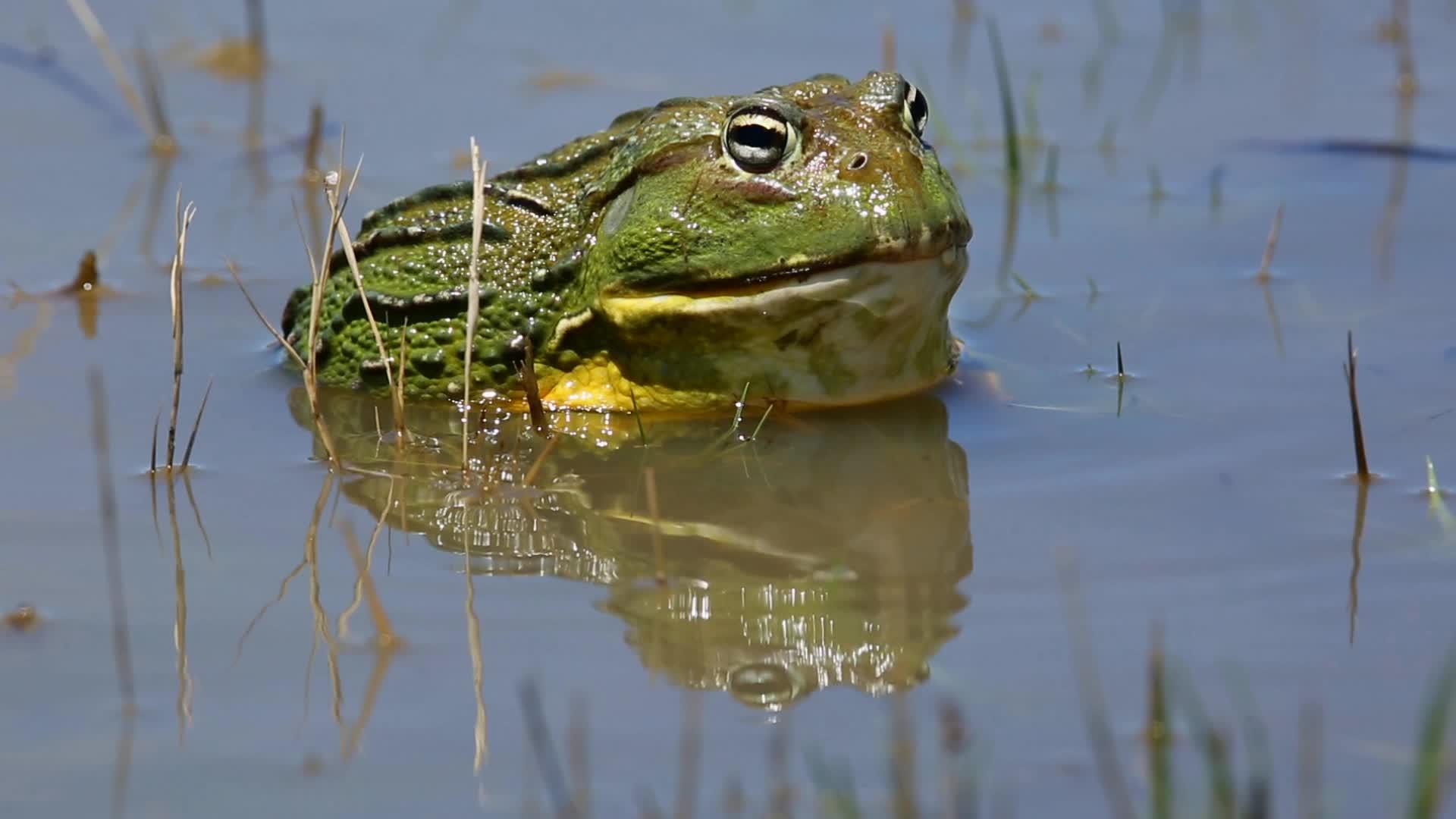 非洲大公牛蛙蛙在浅水中视频的预览图