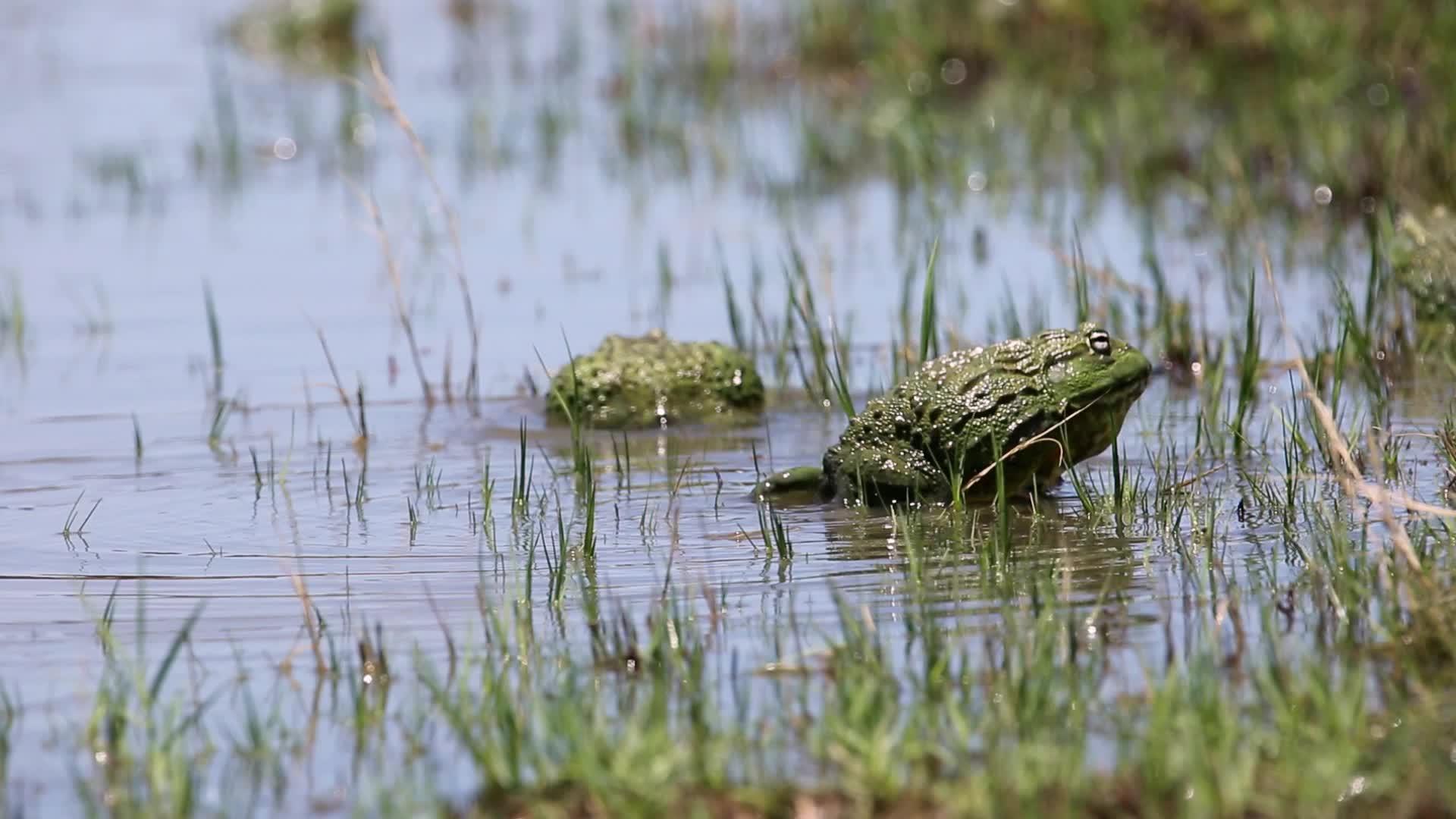 非洲大公牛蛙蛙在浅水中视频的预览图
