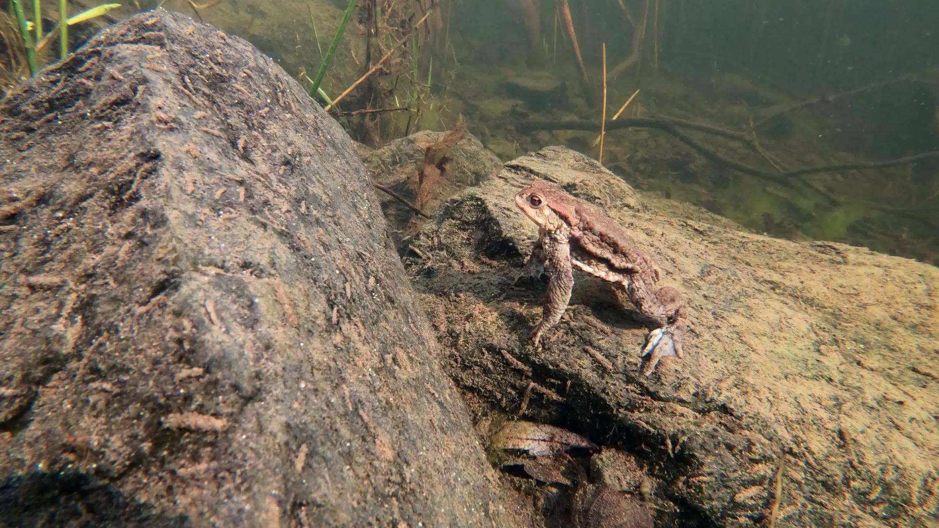 常见蛤蜴bufobufo捷克共和国欧洲野生生物视频的预览图