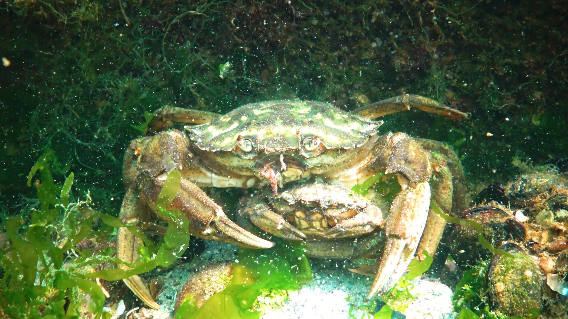 黑海动物群交配期间男女生绿蟹carcinusmaenas视频的预览图