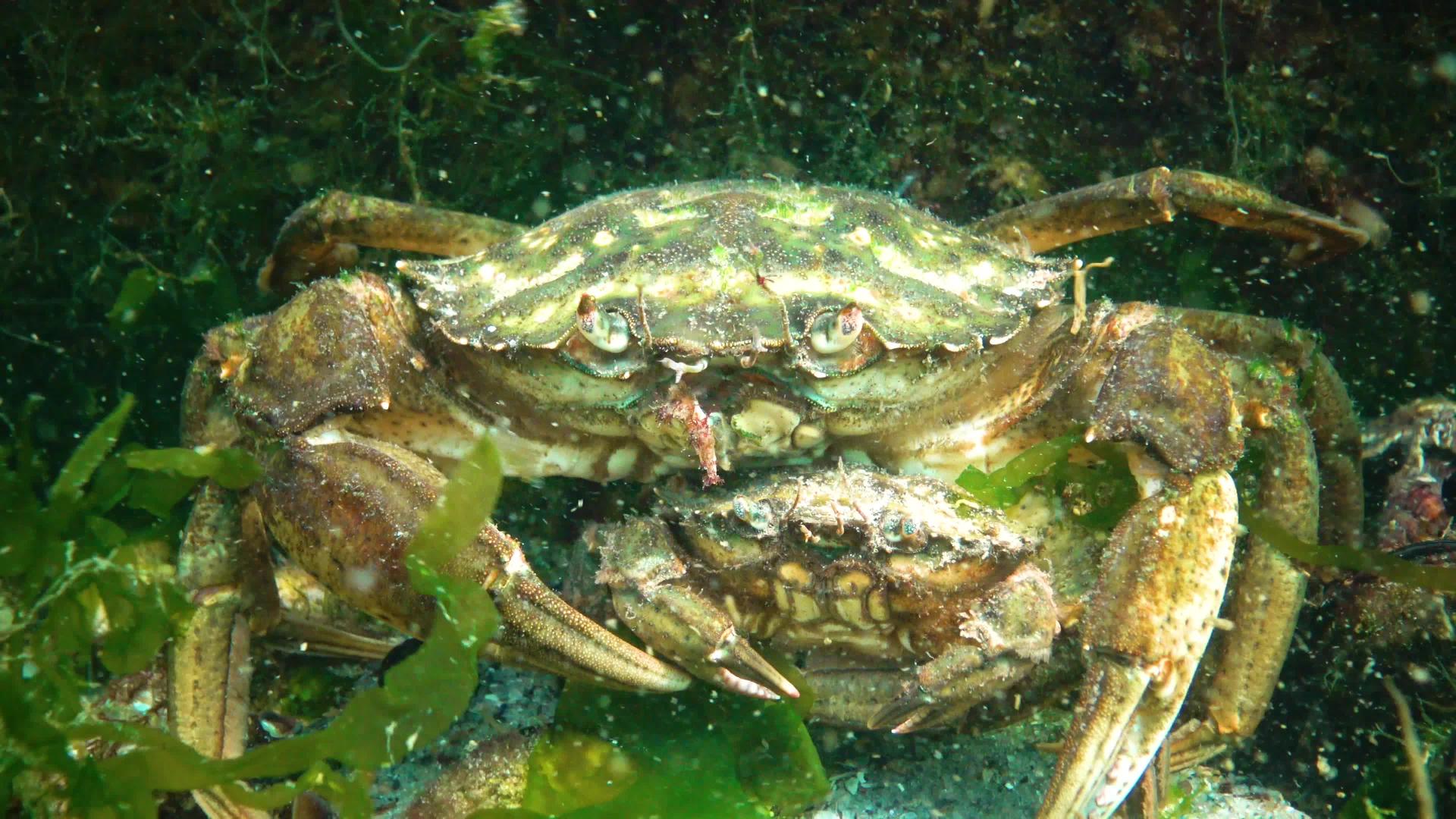 黑海动物群交配期间男女生绿蟹carcinusmaenas视频的预览图