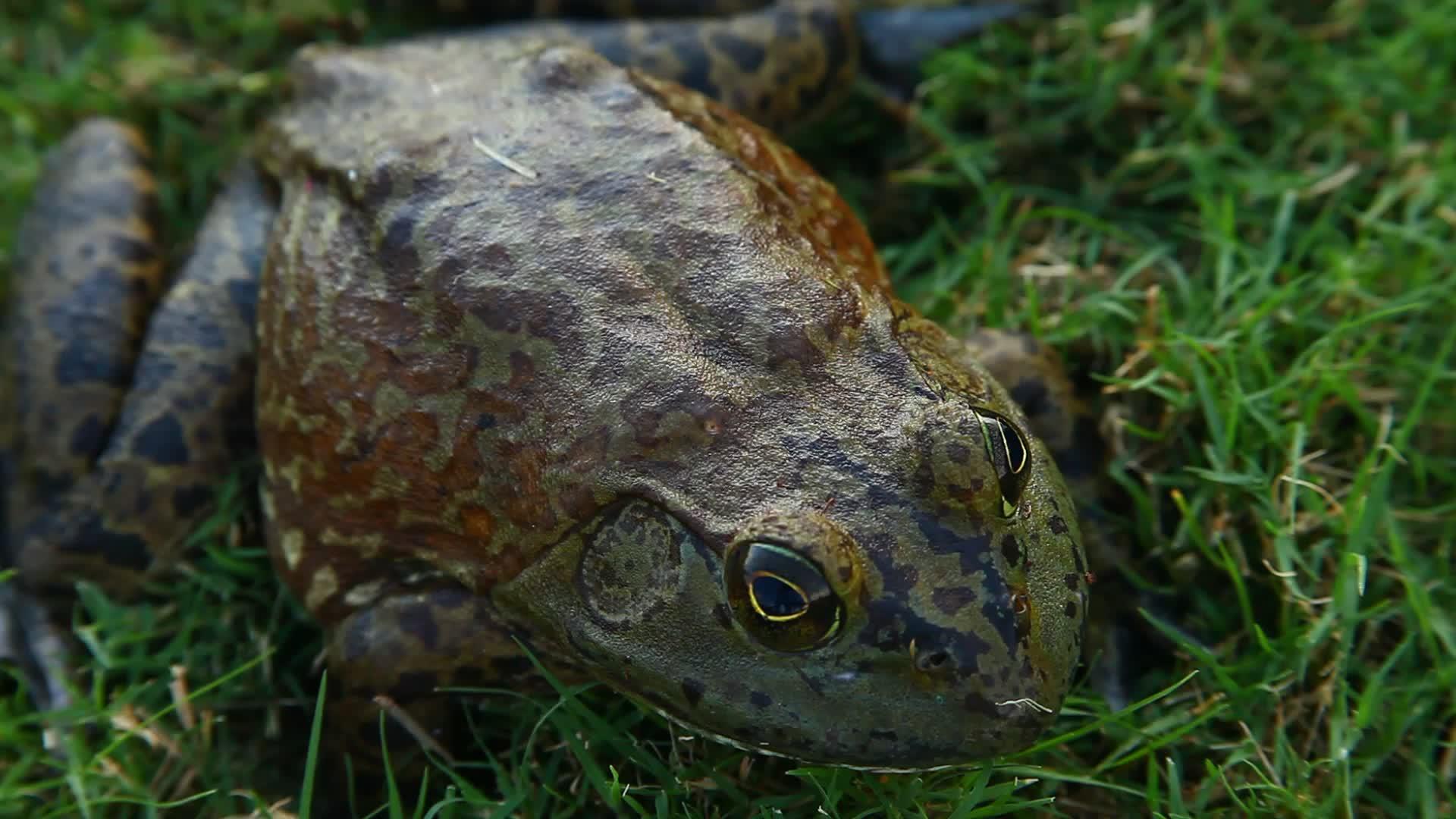 草地上的美国公牛蛙视频的预览图