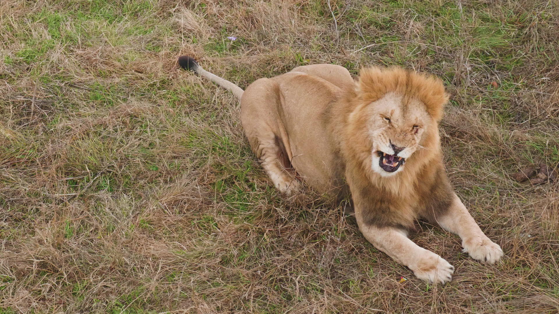 懒惰的狮子雄性躺在干草上视频的预览图