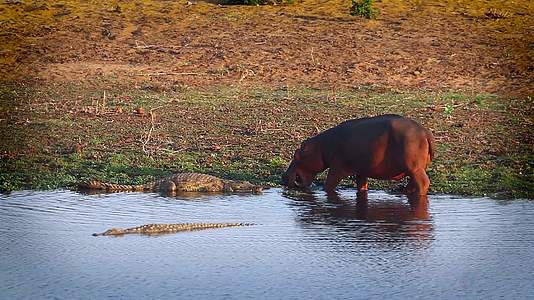 非洲南部Kruger河马和鳄鱼在国家公园视频的预览图