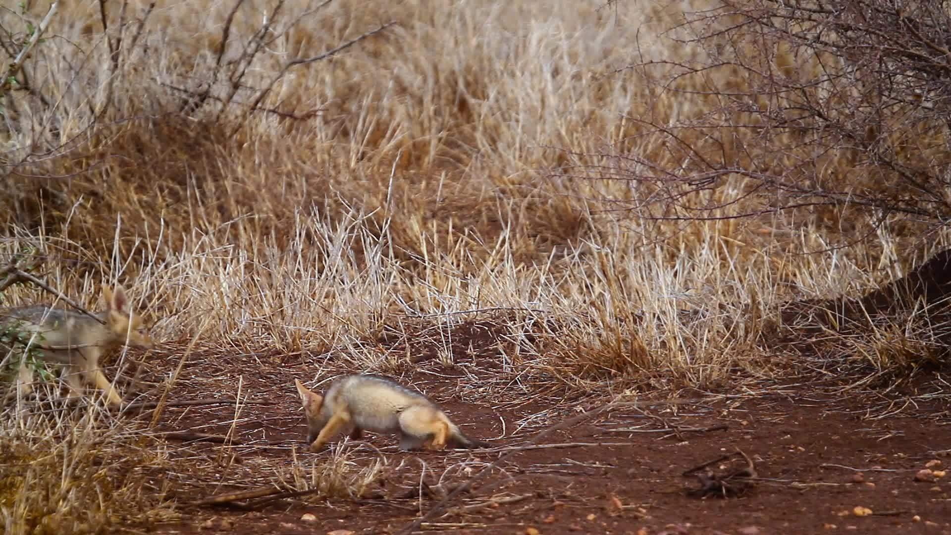 非洲南部Kruger黑背胡狼国家公园视频的预览图
