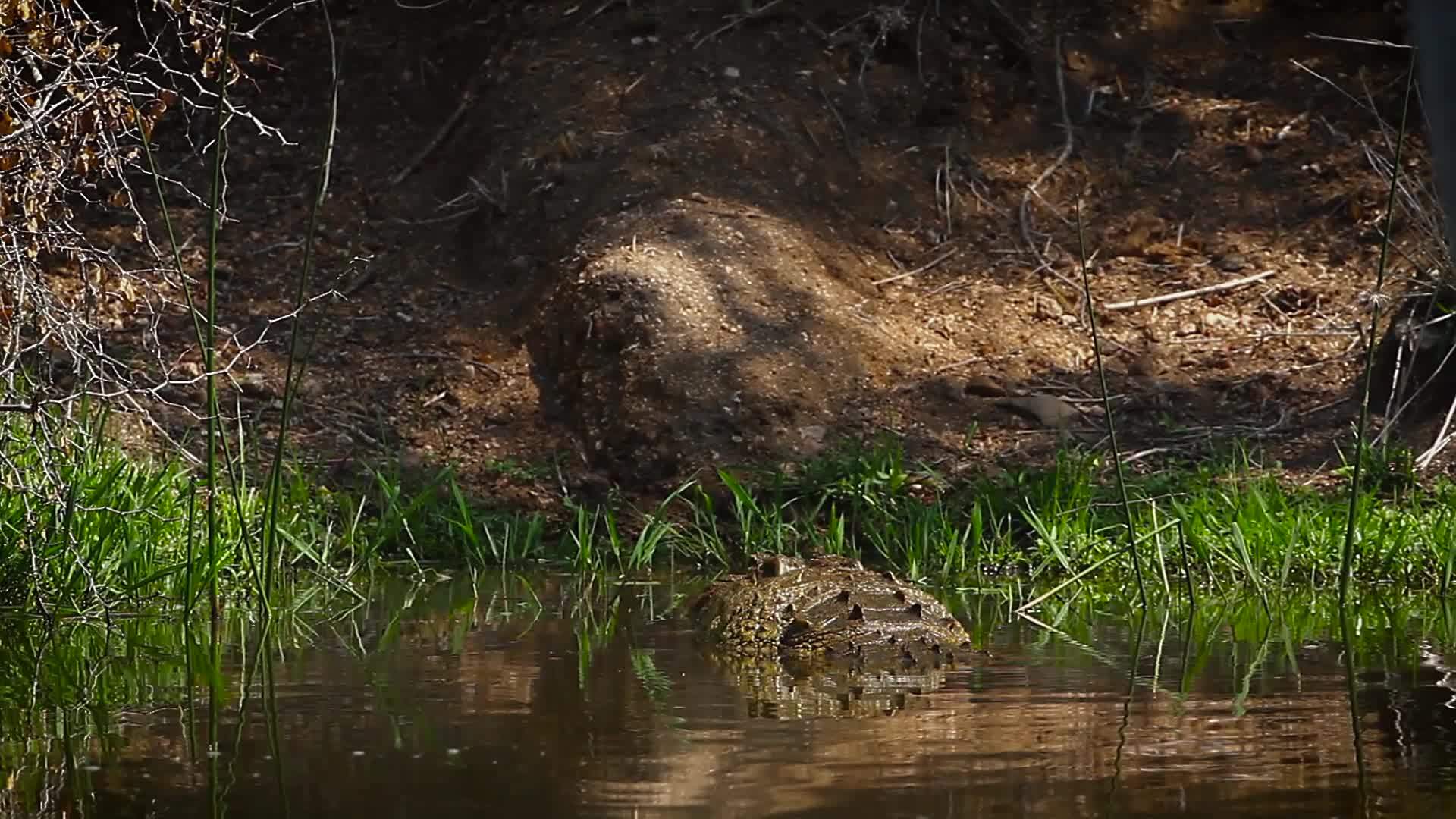 非洲南部Kruger国家公园里没有鳄鱼视频的预览图