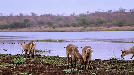 非洲南部Kruger国家公园的水桶视频的预览图