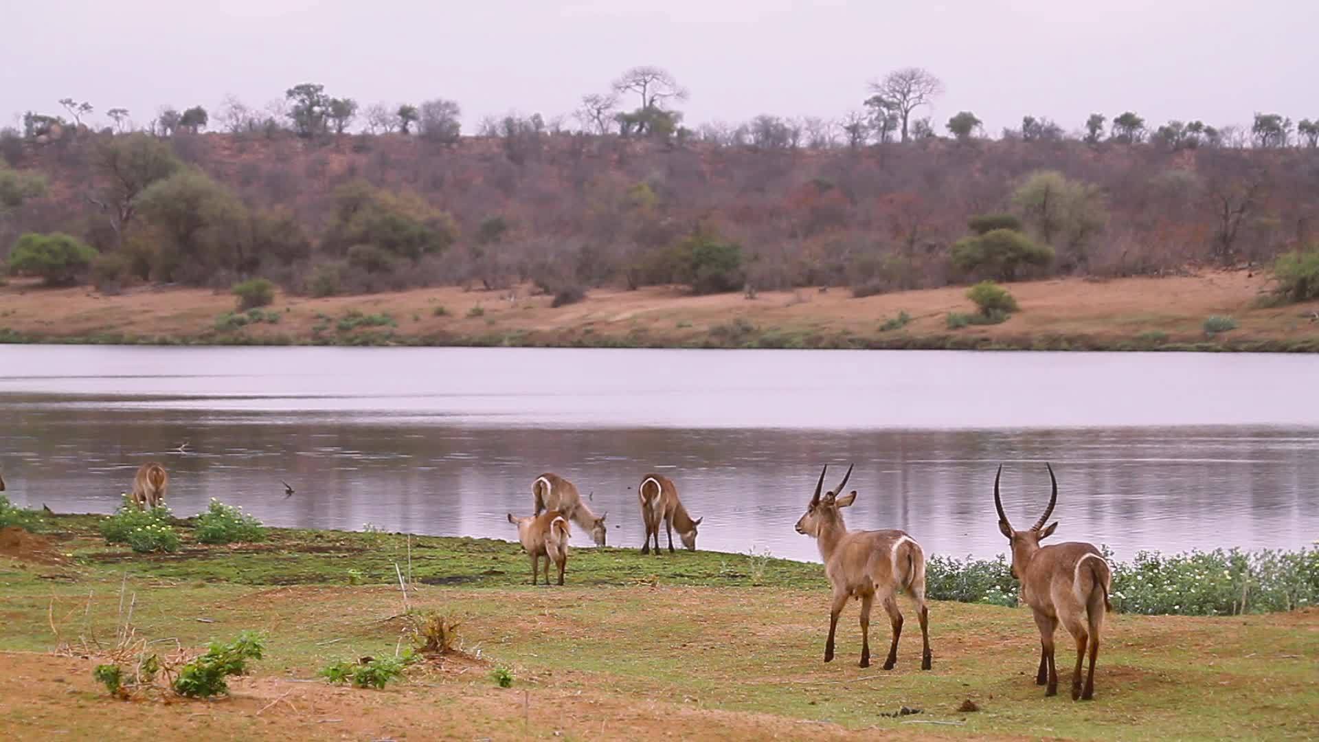 非洲南部Kruger国家公园的水桶视频的预览图