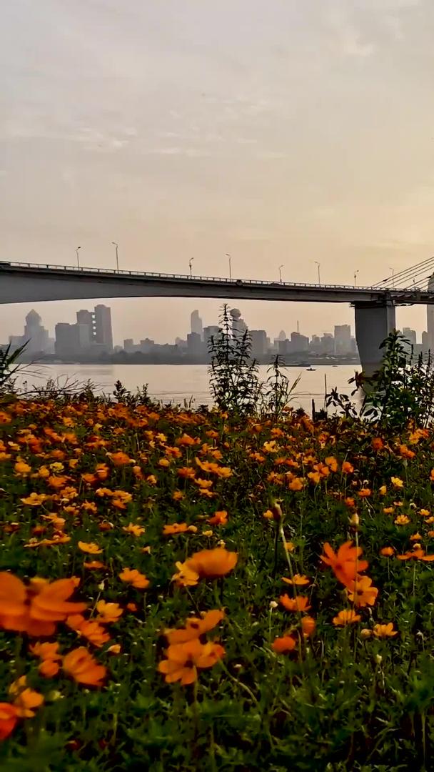 看看武汉长江二桥的花丛视频的预览图
