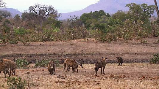 在非洲南部Kruger发现国家公园hyaena视频的预览图