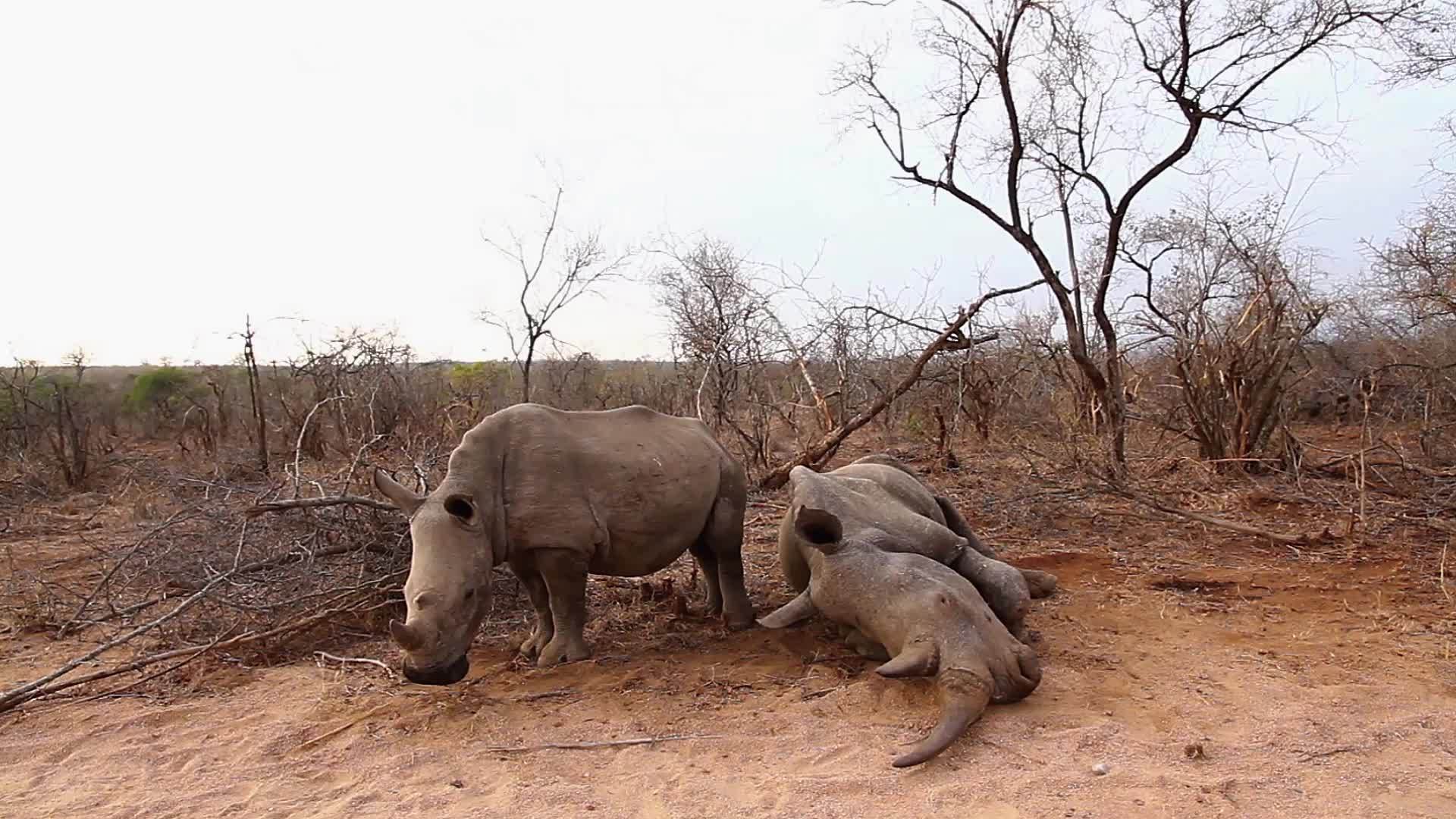 非洲南部Kruger国家公园南部白犀牛区南部视频的预览图