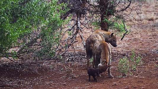 在非洲南部Kruger发现国家公园hyaena视频的预览图