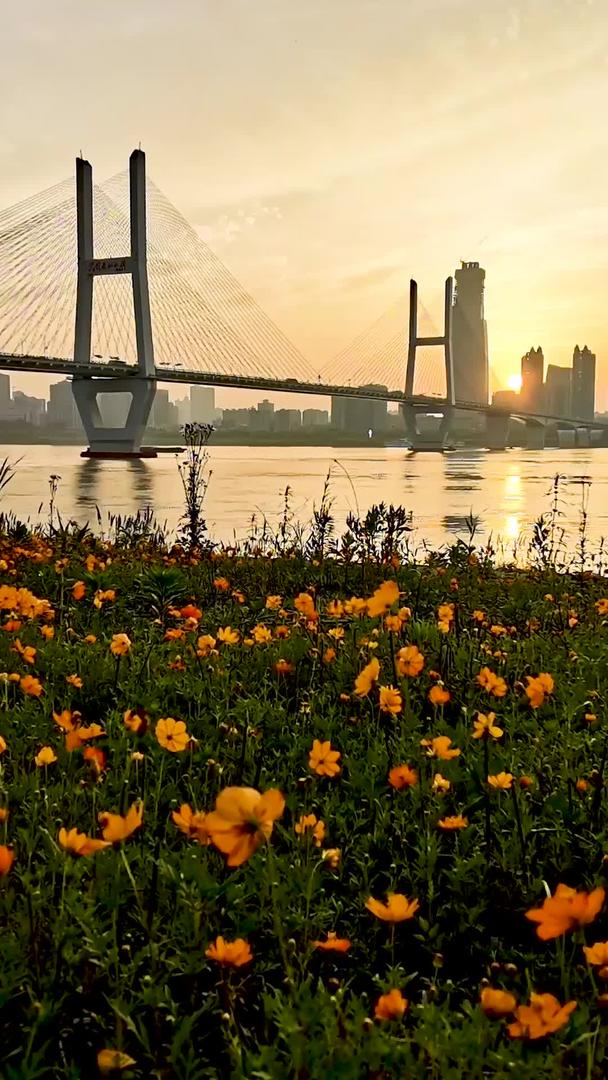 看看武汉长江二桥的花丛视频的预览图