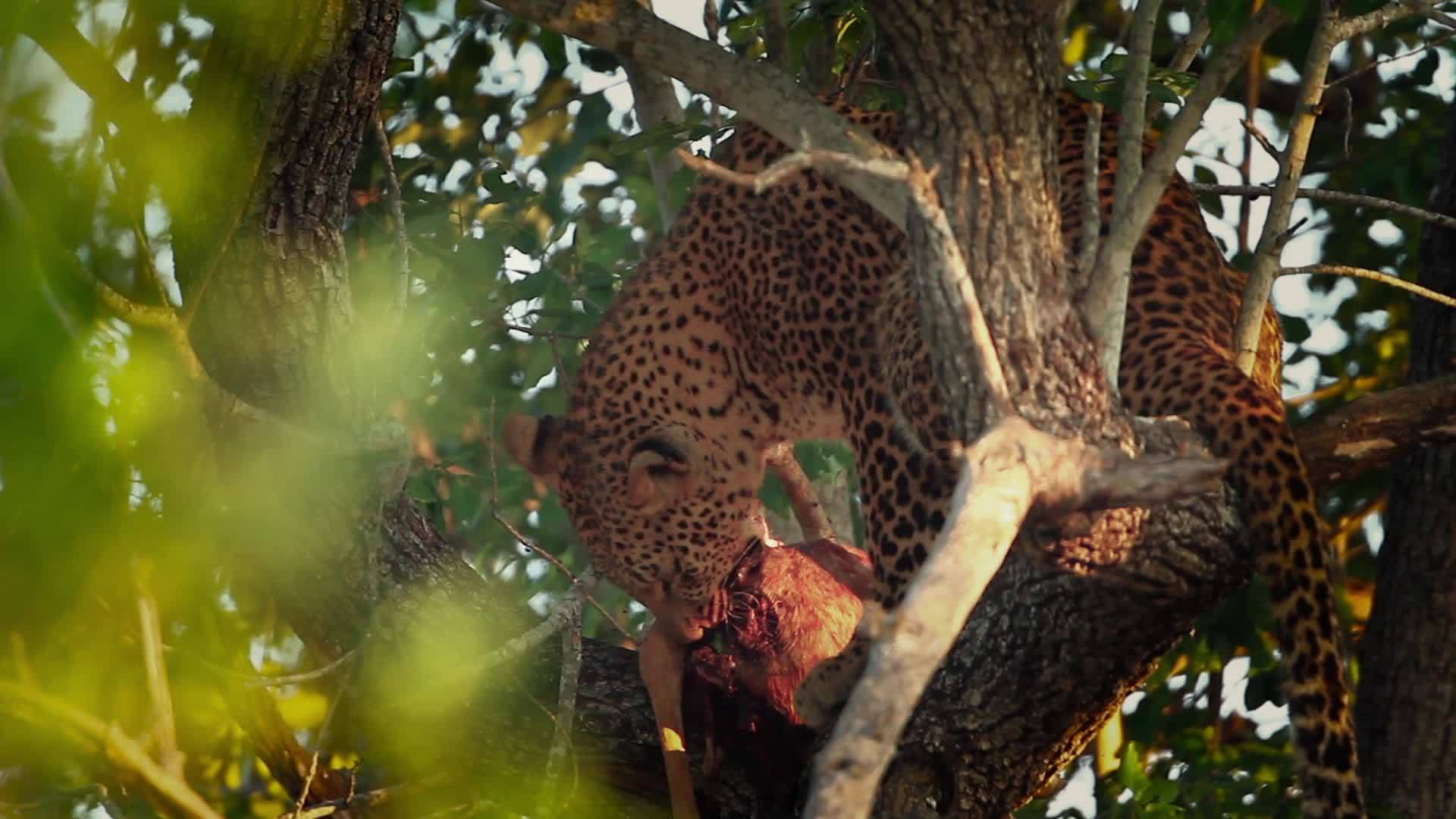非洲南部Kruger国家公园黑豹视频的预览图