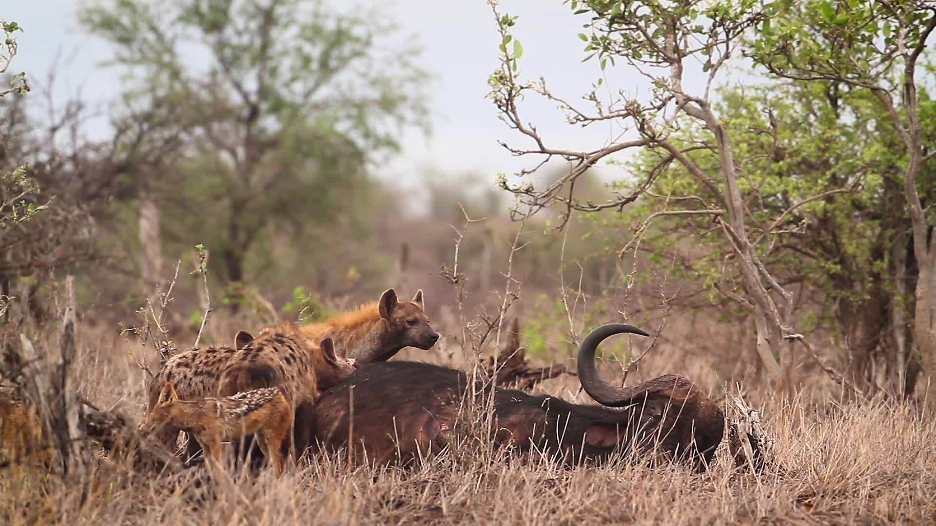 在非洲南部Kruger发现国家公园Hyaena和视频的预览图