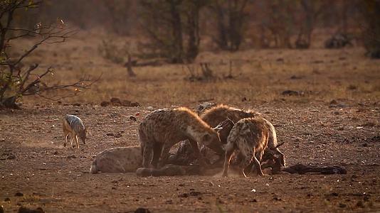 非洲南部Kruger国家公园的hyaena和黑视频的预览图