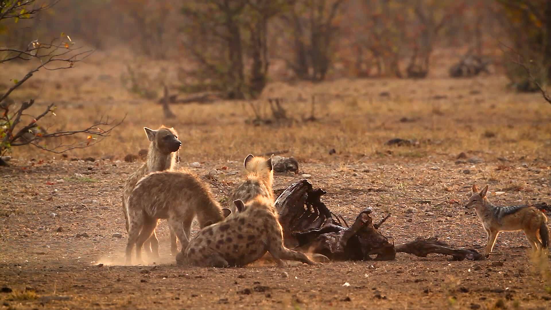 非洲南部Kruger国家公园的hyaena和黑视频的预览图