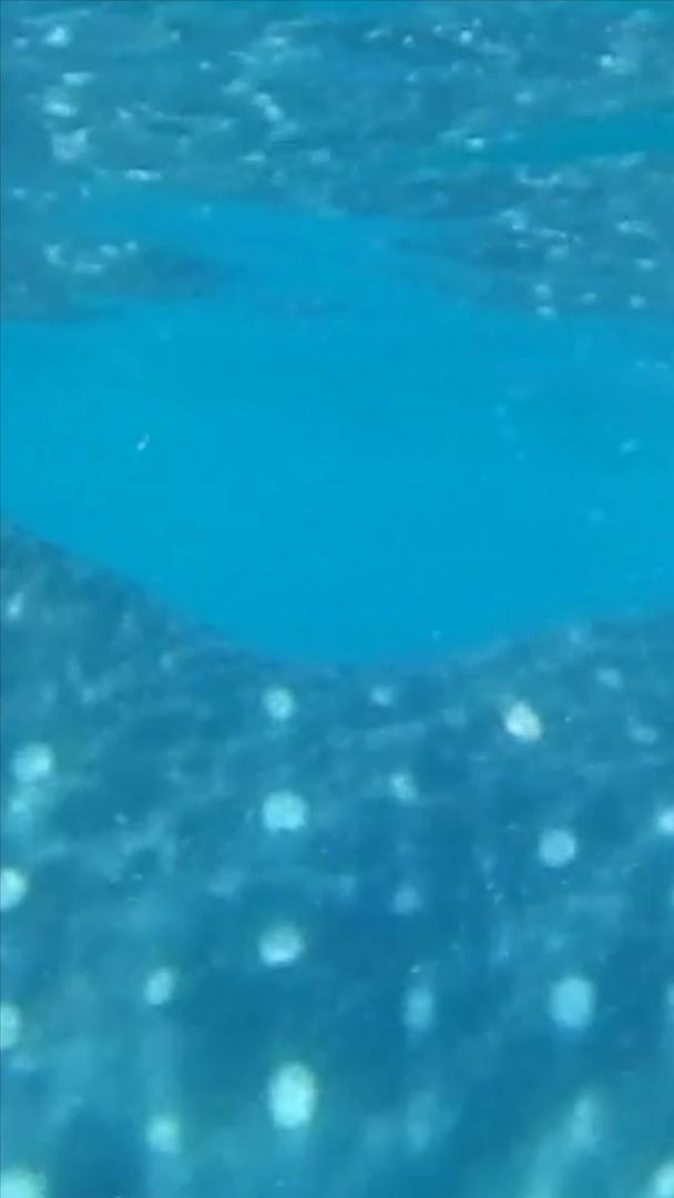 鲸鲨海洋动物视频的预览图