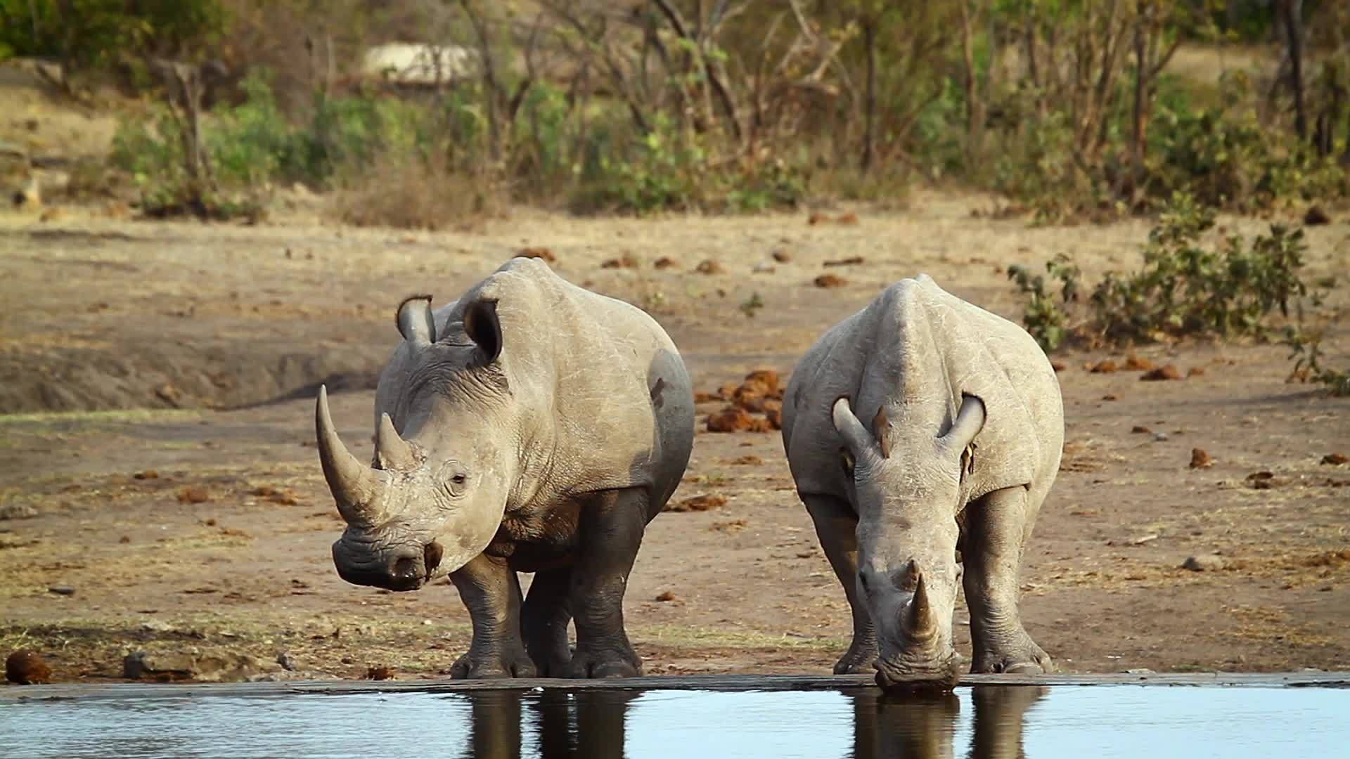 非洲南部Kruger国家公园南部白犀牛区南部视频的预览图
