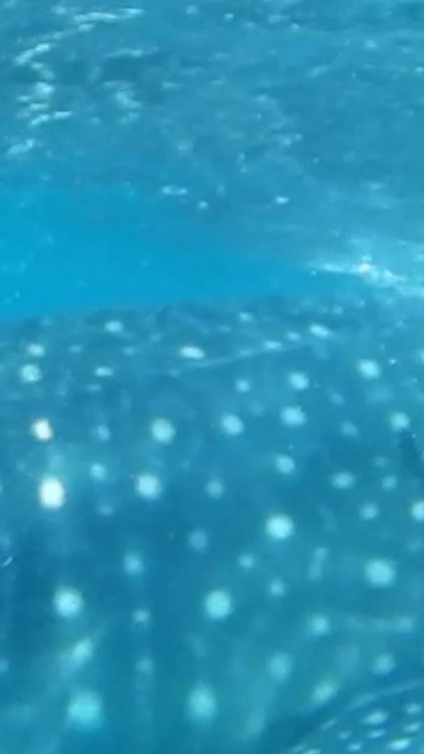 鲸鲨海洋动物视频的预览图