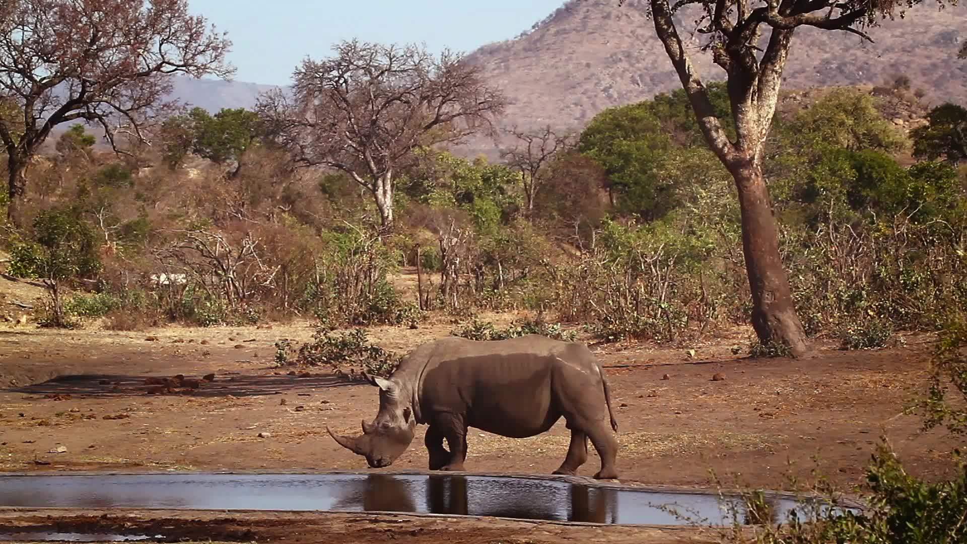 非洲南部Kruger国家公园南部白犀牛区南部视频的预览图