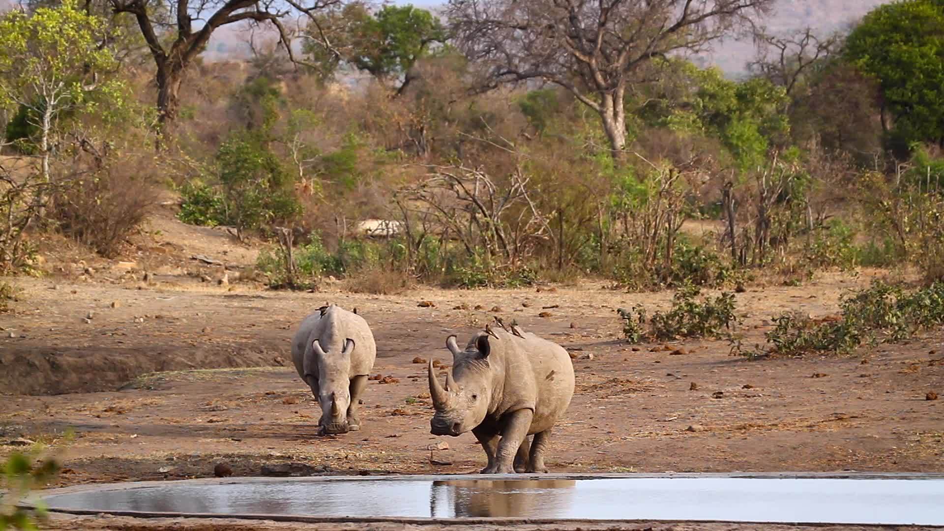 非洲南部Kruger国家公园南部白犀牛区南部视频的预览图