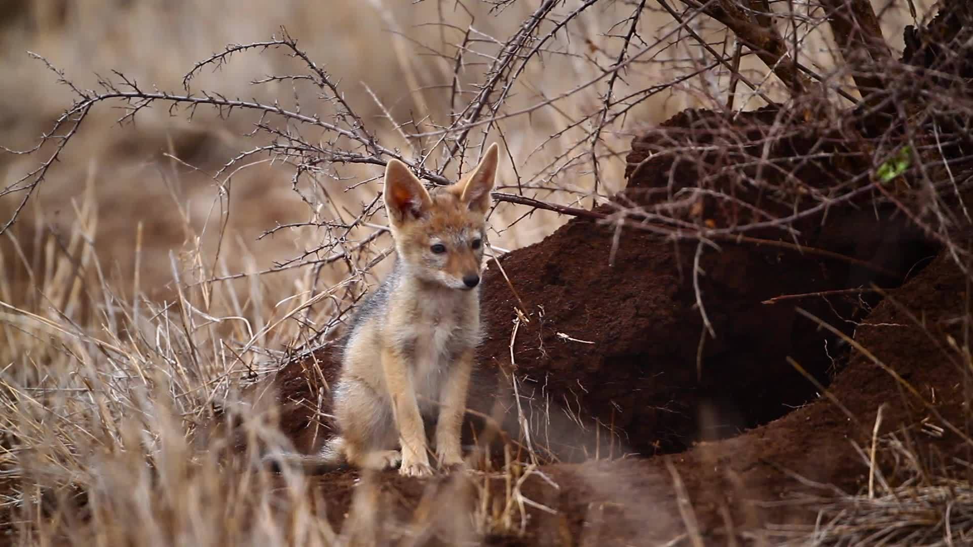 非洲南部Kruger黑背胡狼国家公园视频的预览图