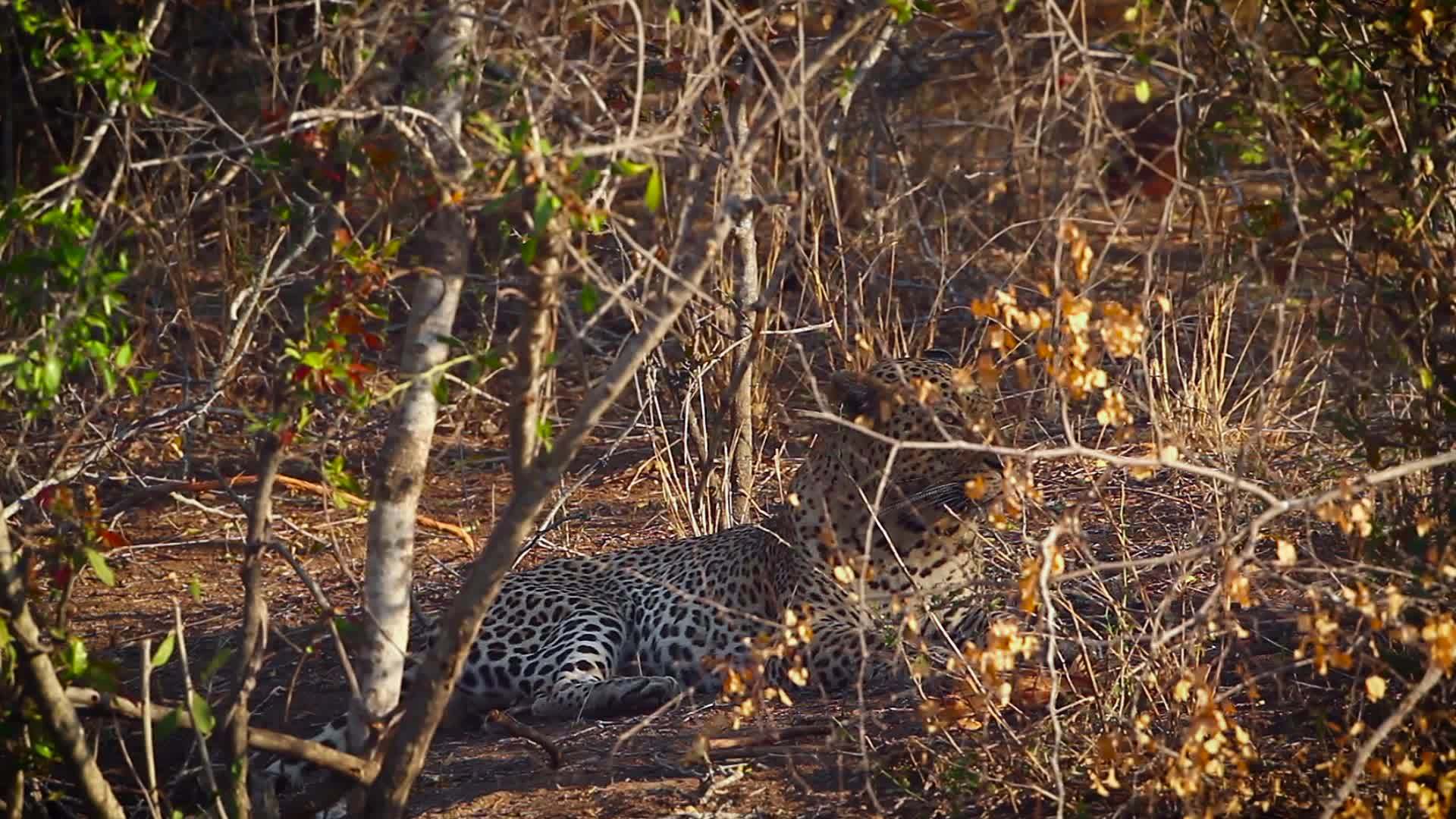 非洲南部Kruger国家公园黑豹视频的预览图