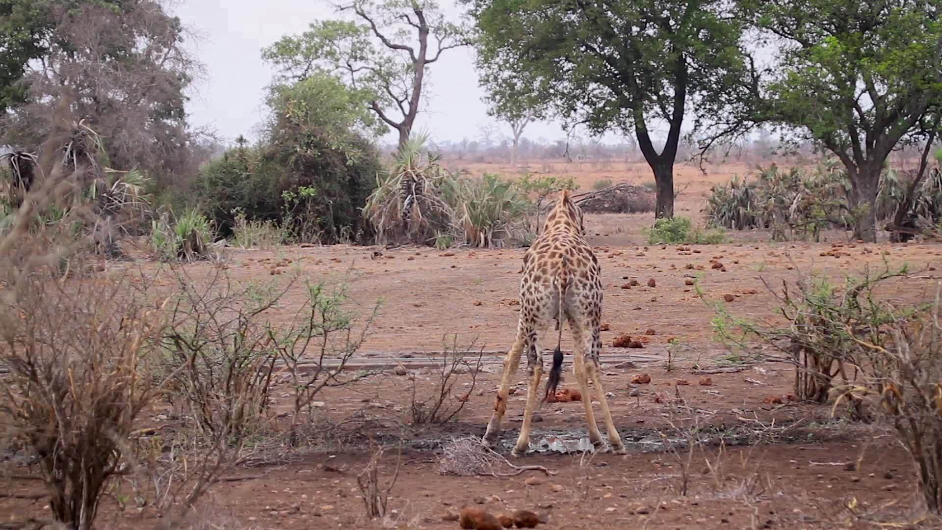 非洲南部Kruger国家公园长颈鹿视频的预览图