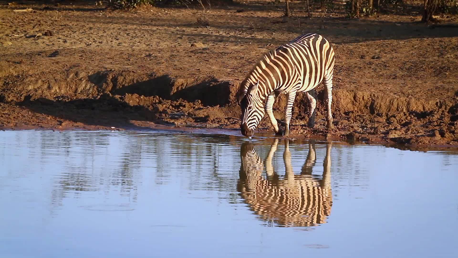 非洲南部Kruger平原斑马国家公园视频的预览图